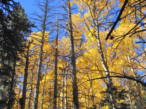 fall