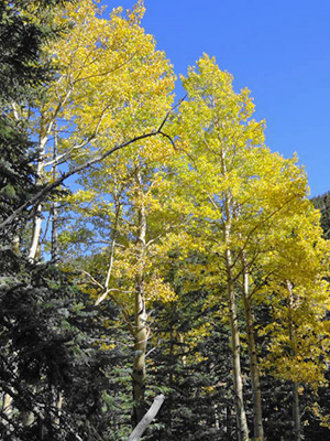trees