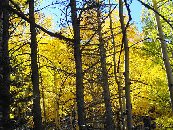 fall