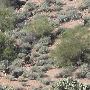 deer