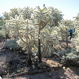 cholla