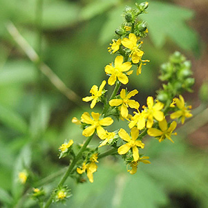 Agrimony_Quy