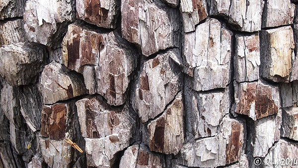 Alligator_Bark_Quy