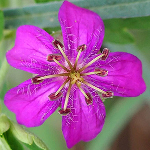 Geranium_Quy