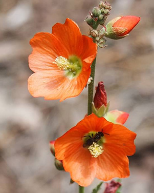 Globemallow_Quy