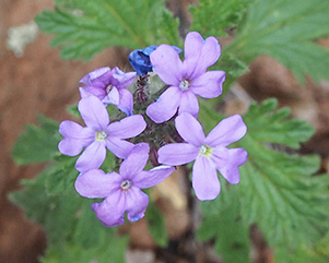 Mock_Vervain_Quy