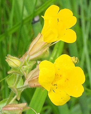 Monkey_Flower_Quy