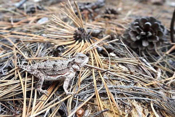 Toad2_Wayne