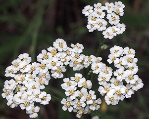 Yarrow_Quy
