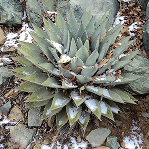Agave