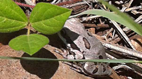 frog