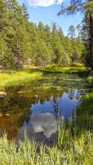 pond