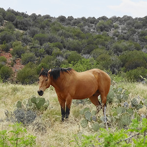 horse