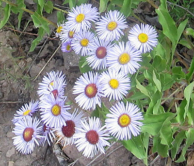 asters