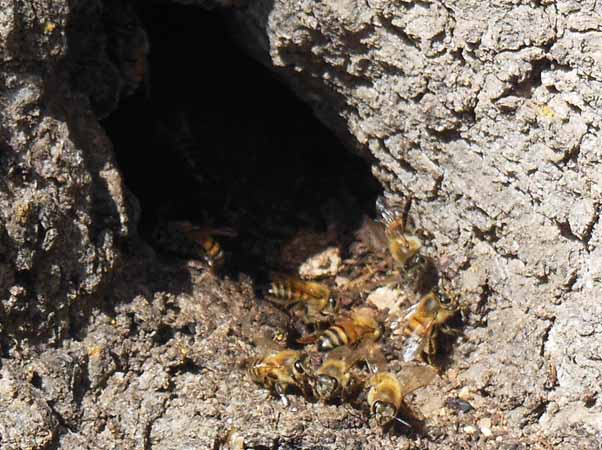 0120_bees by gate 1a.jpg