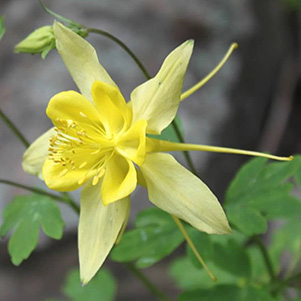 Columbine_Wendy
