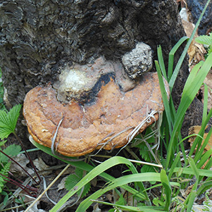 Fungus2_DaveM