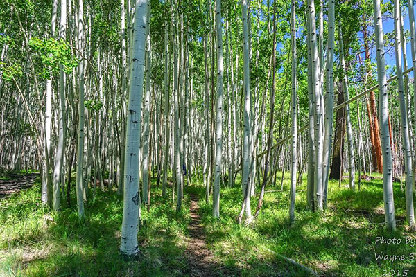 Aspens_Wayne