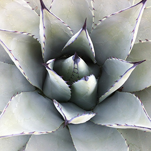 agave