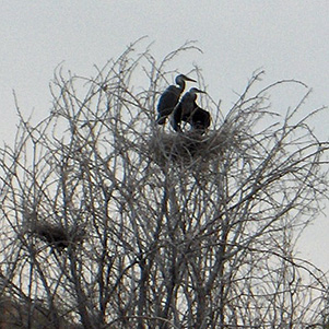 birds