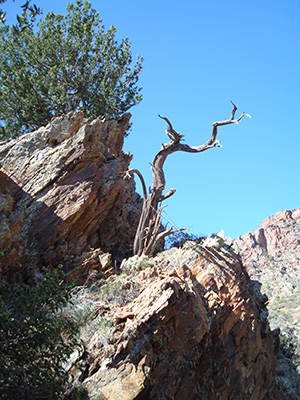 tree