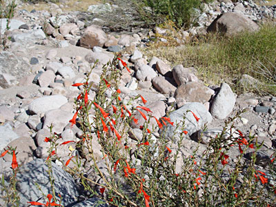 Indian Paintbrush