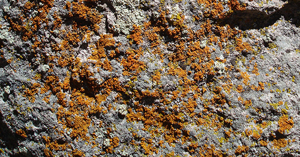 lichen