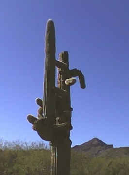 sexy ycactus