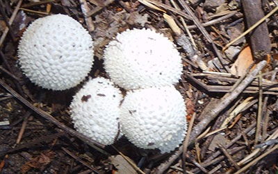 mushrooms