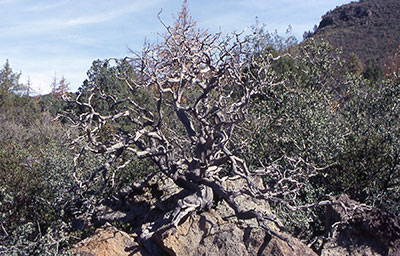 f_Manzanita