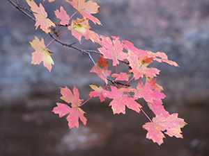 leaves