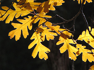 leaves