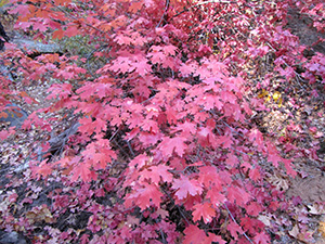 leaves