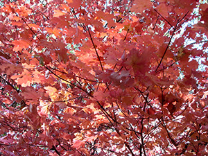 leaves