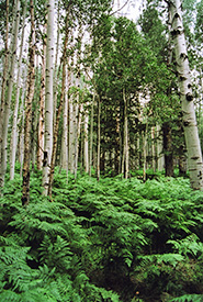 Bracken fern Gargantuan