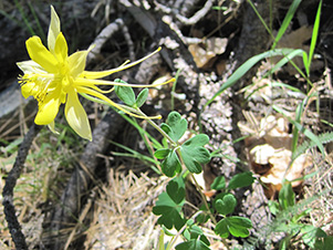 Golden Columbine