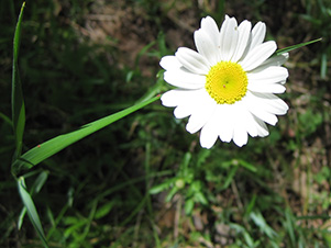 Trailing Fleabane