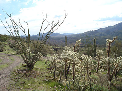 ocotillo