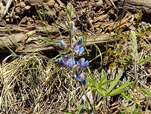 lupine