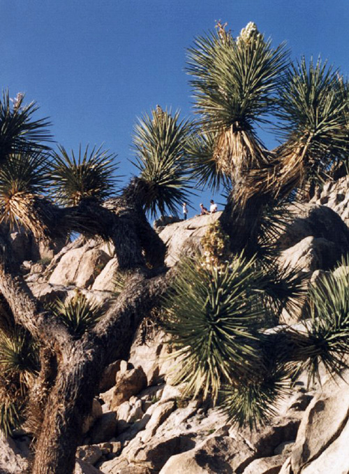 josh_tree