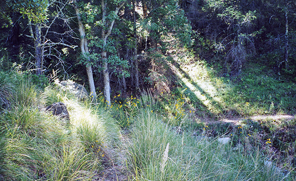 forest