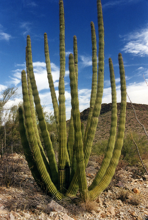 cactus