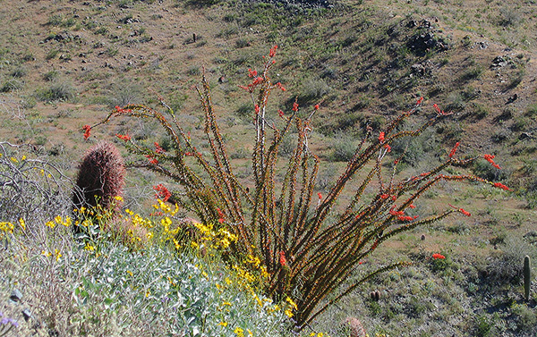 ocotillo