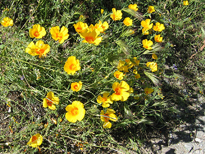 poppies