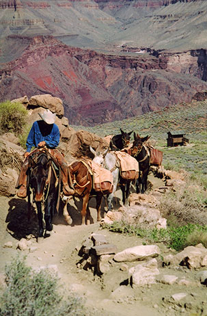 d_PackMule