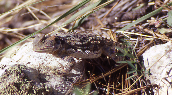 lizard