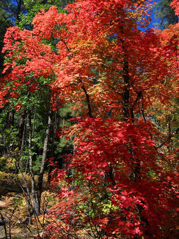 WestFork04b