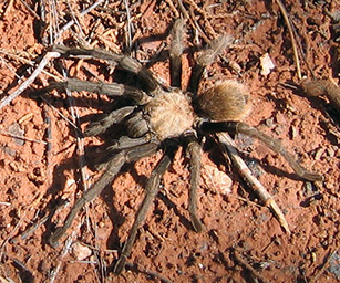 c_Tarantula