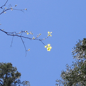 leaves