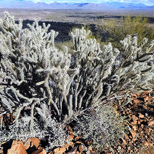 cactus